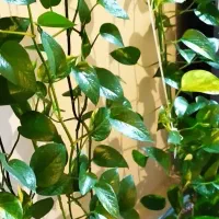 گل و گلدان آپارتمانی پتوس