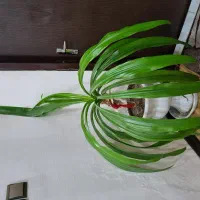 گل سوسن عنکبوتی خاص