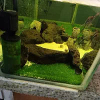 شیشه ی آکواریوم|ماهی|اصفهان, ارغوانیه|دیوار