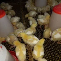 جوجه گوشتی راس ۱۰روزه واکسن خورده تضمینی مرغداری|حیوانات مزرعه|فرمهین, |دیوار