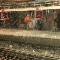 حیوانات پرندگان