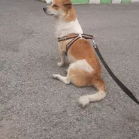 با سلام به دلیل وقت نداشتن میخوام بدمش بره