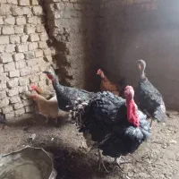 بوقلمون بالق با مرغ