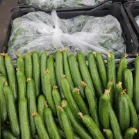 خیارگلخانه ی|عمدهفروشی|تهران, میدان میوه و ترهبار مرکزی|دیوار