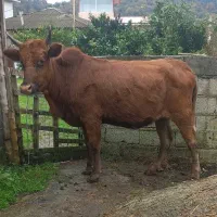 لیشه ۷ماه آبستن ( گاو گوساله تلیسه ورزا کوله )|حیوانات مزرعه|تالش, هشتپر|دیوار