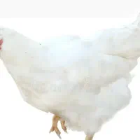 صندوقدار (تخصص در حسابداری ) سیستم فاکتور زنی