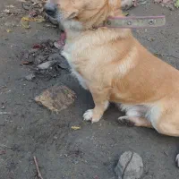 پاکوتاه|سگ|گنبد کاووس, |دیوار