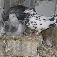چند جفت کفتر