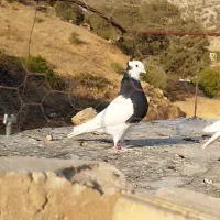 طوق سیاه ماده