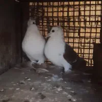 کبوتر سولا جفت مولد