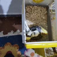 عروس هلندی جفت ماده روی تخم نشسته