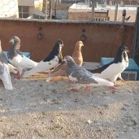 تعداد ۱۳اشهری اجل|پرنده|شیراز, میانرود|دیوار