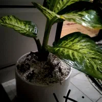 گل.فروش گل گلدان خاک رشد گل ۶۰