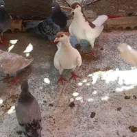 ۱جفت ساده خال|پرنده|گنبد کاووس, |دیوار