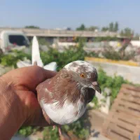 فروش کبوتر دمگیر و شازده هر 3باهم
