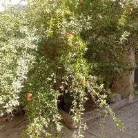 اجاره انبار خانی آباد نو|اجارهٔ مغازه و غرفه|تهران, خانی آباد نو شمالی|دیوار