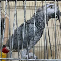 کاسکو گمشده|حیوانات|نهاوند, |دیوار