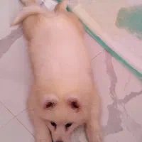 سگ سامویید|سگ|محلات, |دیوار