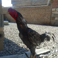 خورس لاری مرغ لاری جوجه لاری