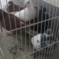 کبوتر ماده پرشی