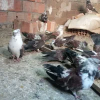 کبوتر سر وکله دار نسل قدیم