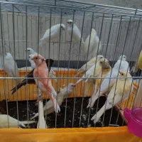 20 عدد جوجه قناری