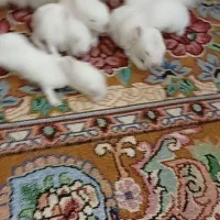 خرگوش ماده چشم قرمز