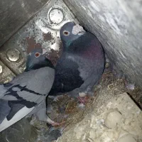 کبوتر|پرنده|مود, |دیوار