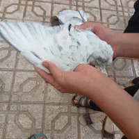 هفت‌رنگ.یهودی