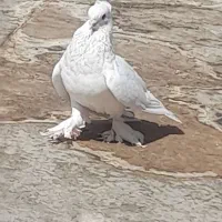 نر سفید مست|پرنده|قم, چهل درخت‎|دیوار