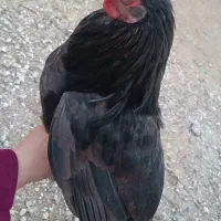 خروس محلی اصل