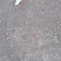 کبوتر کفتر|پرنده|سجاس رود, |دیوار