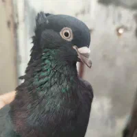 کبوتر