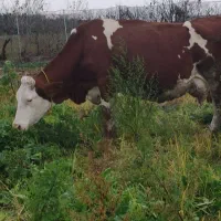 گاو شیری قرمز