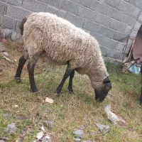 گوسفندهای نر رومانوف و افشار کیلویی ۴۰۰ تومن مقطوع