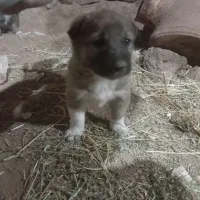 توله های سرابی|سگ|باقرشهر, |دیوار