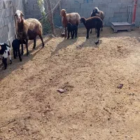 ۴ راس میش بره دار