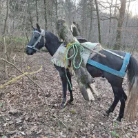 اسب کبود ۳ ساله|اسب و تجهیزات اسب‌سواری|کردکوی, |دیوار