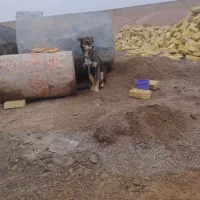 سگ پاکوتا|سگ|یزد, |دیوار