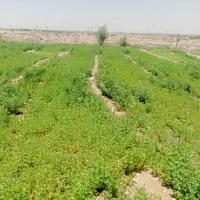 اجاره ۱۰ هکتارزمین کشاورزی خورموج