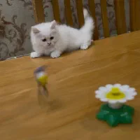 بچه گربه پرشین دال فیس سفید