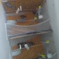 پرنده های زینتی