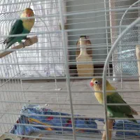 طوطی برزیلی کوتوله