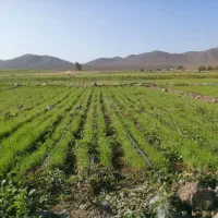 نشا پیاز سفید بذر مینرواسیوان