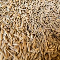 جو آبی جهت کاشت و دام|خدمات باغبانی و درختکاری|آباده, |دیوار