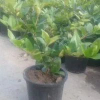 فروش پالم و یاس هلندی|گل و گیاه طبیعی|رحیمآباد, |دیوار