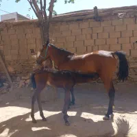 اسب مادیان