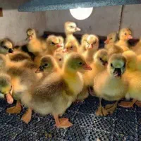 جوجه ارسال به سراسر کشور فقط ارسالی داریم