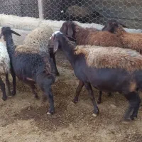 میش آبستن میش بره|حیوانات مزرعه|کوهدشت, |دیوار