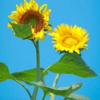 زمین مسکونی در رامشیر